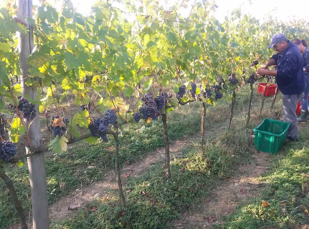 Podere Dell'Anselmo Montespertoli