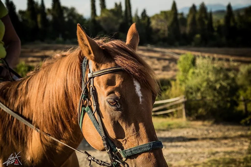 Alojamento de Turismo Rural Podere Dell'Anselmo Montespertoli
